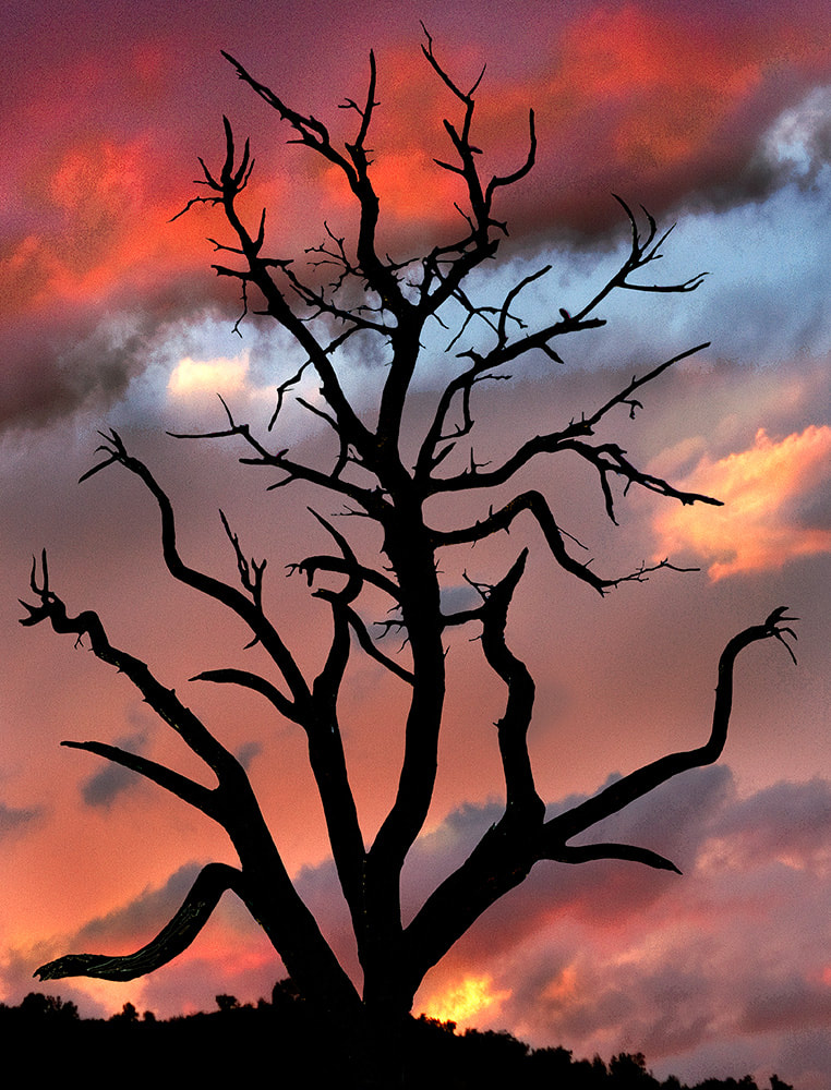 Monsoon sky with dead tree Death Valley, CA