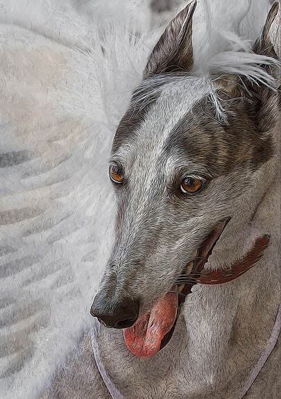Gus was a reject from a greyhound race track. Many greyhounds are euthanized when they are not fast enough to race.