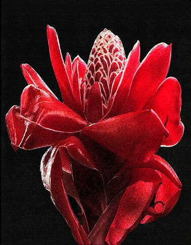 Torch Ginger - Conservatory didplay at Longwood Gardens, Kennett Square, Pennsylvania