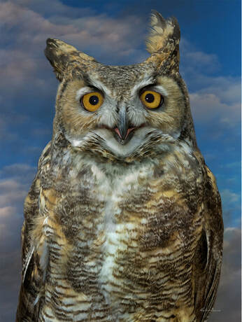 A great horned owl - part of New Mexico's diverse wildlife