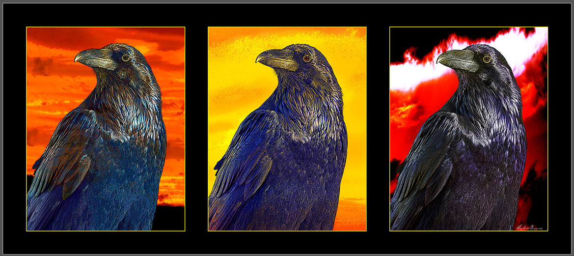 Triptych using three interpretations of a raven photographed at Bryce National Park